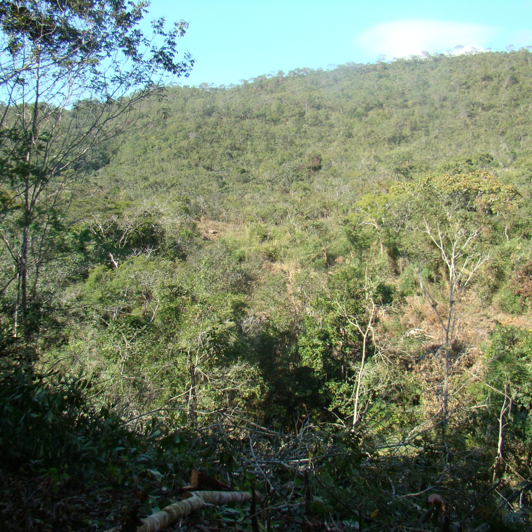 Meio Biótico app usina hidrelétrica serra do facão davinópolis catalão go área frontal