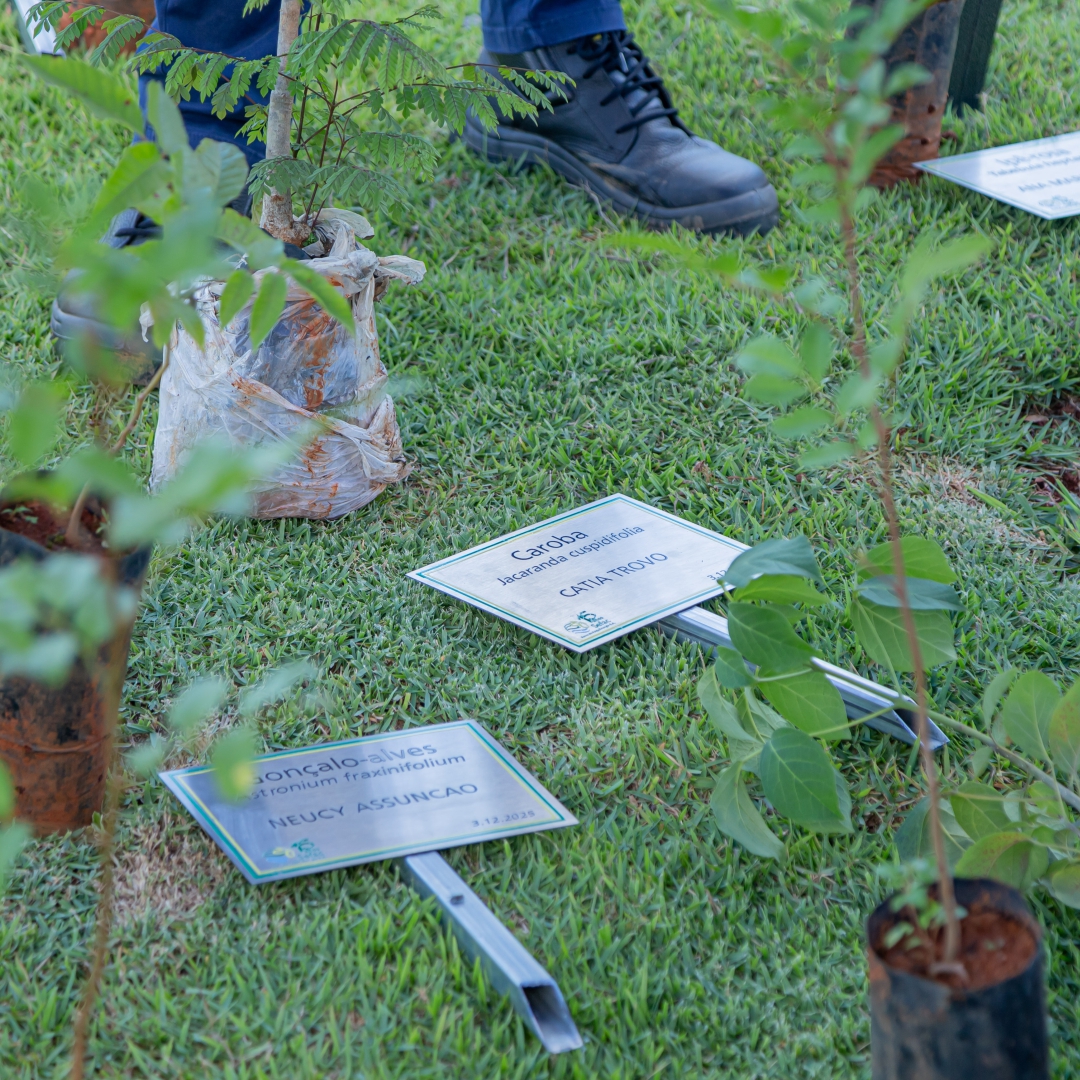 Meio Biótico consevação da flora usina hidrelétrica serra do facão davinópolis catalão go área frontal