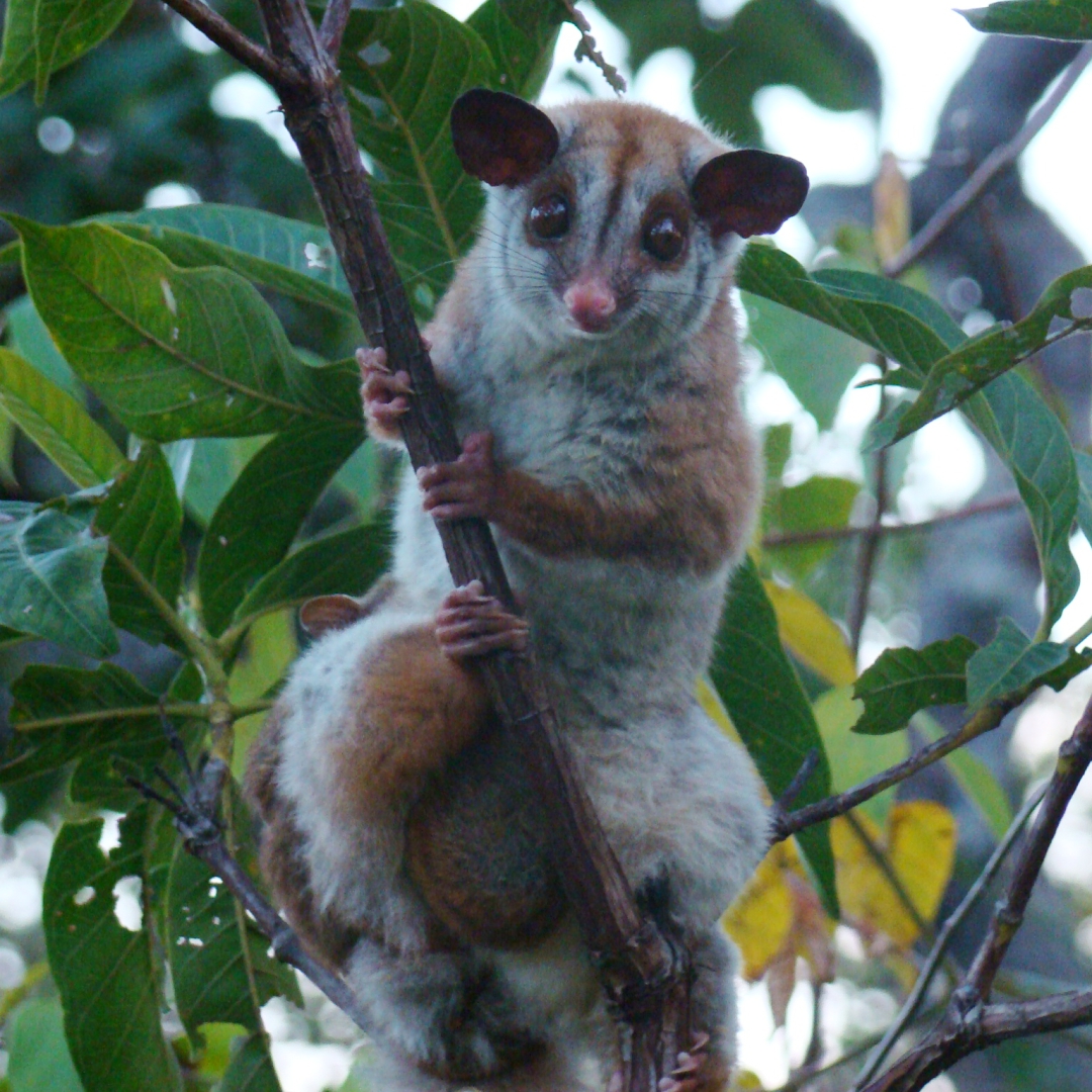 Meio Socioeconômico consevação de fauna usina hidrelétrica serra do facão davinópolis catalão go área frontal