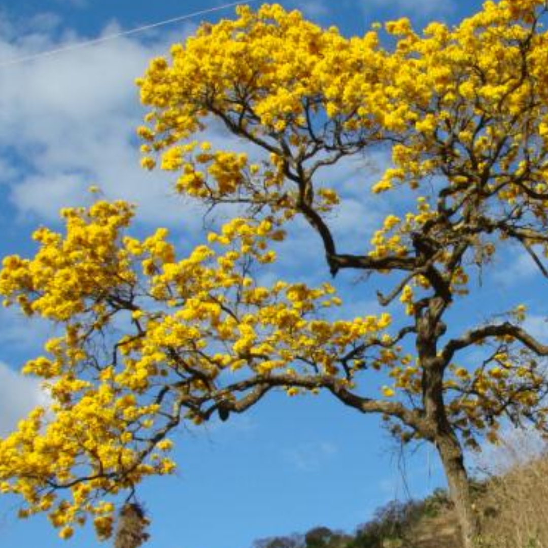 Meio Biótico flora ipê